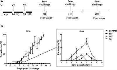 CD19+CD1dhiCD5hi B Cells Can Downregulate Malaria ITV Protection by IL-10 Secretion